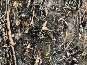 Anselm Kiefer
